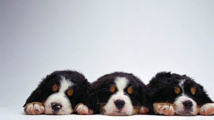 Lovely Three